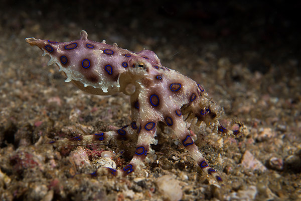 Blue Ringed Octopus 