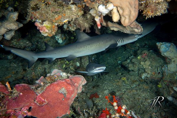 Whitetip Reef Shark Facts - Siladen Snorkeling & Dive Resort Indonesia
